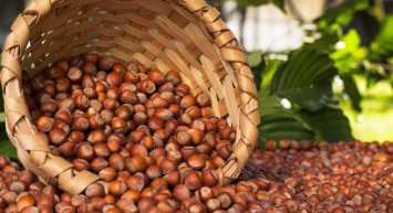 Trabzon fındık ihracatının üçte birini karşıladı