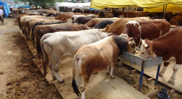 Trabzon kurbanlık fiyatları ne kadar? 2022 Trabzon büyükbaş, küçükbaş kurbanlık hisse fiyatları