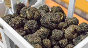 Trüf mantarı nedir? Trüf mantarı tohumu nereden ve nasıl bulunur? Kralların özel yemeği trüf mantarı yetiştirmenin püf noktaları