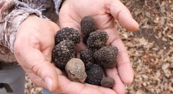 Trüf mantarı toplayan köşeyi dönüyor! Kilosu 700 ila 4 bin euro arasında!