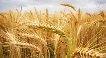 7 bin yıllık buğday diye sattılar, milyonluk vurgun yaptılar!