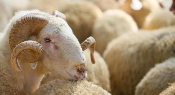 Tunceli kurbanlık fiyatları ne kadar? 2022 Tunceli büyükbaş, küçükbaş kurbanlık hisse fiyatları