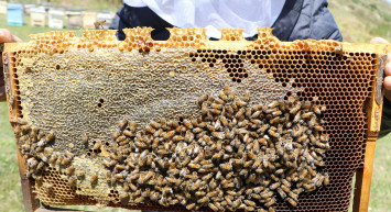 Türk balının Avrupa’da satışına engel gelebilir