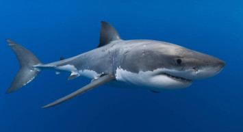 Türk profesörden uyarı geldi: Köpek balığı popülasyonu 50 yılda yüzde 90 azaldı