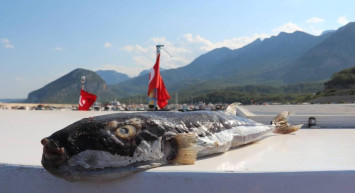 Türkiye sahillerinde balon balığı alarmı: Büyük tehlike oluşturuyor