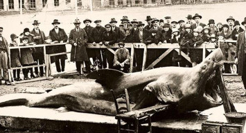 Türkiye Sularında Köpek Balığı Var mı, Türkiye'de Büyük Beyaz Köpek Balığı Yaşar mı?