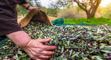 Türkiye zeytin ihracatında rekora koşuyor: 200 milyon dolara ulaşmak üzere