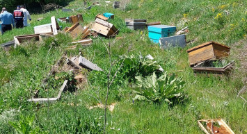 Türkiye'de arıcılığı bitirdiler: İlaç ithalatının sonunu getirecekti!