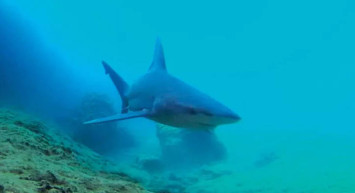 Türkiye'de köpek balığı var mı? Marmaris'teki görüntüler gerçek mi?