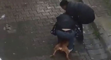 Türkiye'de köpek saldırıları bitmiyor! İstanbul'da ısırılan vatandaş pitbull cinsi köpekten zor kurtuldu