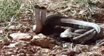 Türkiye'de yaşayan en zehirli yılanlar