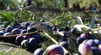 Türkiye'de Zeytin Ağacı Yüzde 50 Artışta!