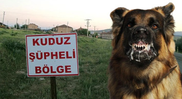 Türkiye’nin 5 yıllık kuduz bilançosu korkuttu: 12 ilde karantina uygulandı