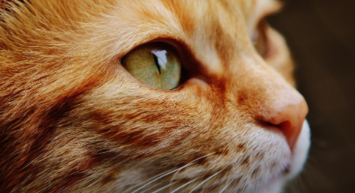 Turuncu kedilerin sırrı ne?