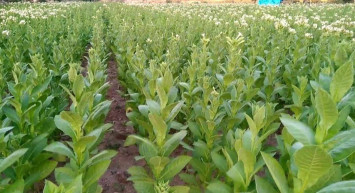 Tütün Eksperliği Yüksekokulu DGS 2022 taban puanları ve bölüm kontenjanları