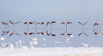 Tuz Gölü flamingo cennetine dönecek! Bakanlık harekete geçti
