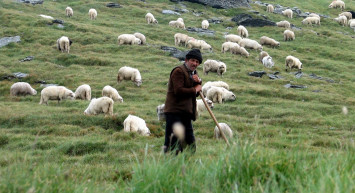 Üç bakanlık birden seferber oldu: 150 bin çoban aranıyor