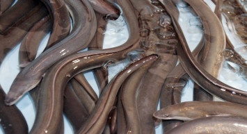 Ülkeyi ayağa kaldıran olay: karın ağrısı şikayetiyle hastaneye gitti, karnından 30 cm boyunda yılan balığı çıktı!