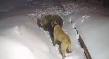 Uludağ'da korkutan anlar: Şehre inen ayı ile köpeğin boğuşması kamerada!