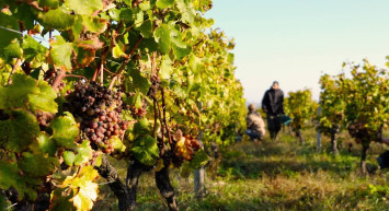 Üretici tepki gösterdi: Tarla ile market arasında 30 liralık fark