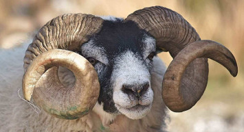 Uşak kurbanlık fiyatları ne kadar? 2022 Uşak büyükbaş, küçükbaş kurbanlık hisse fiyatları