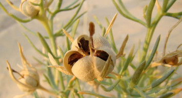Üzerlik otunun faydaları nelerdir, üzerlik otu nasıl kullanılır? 