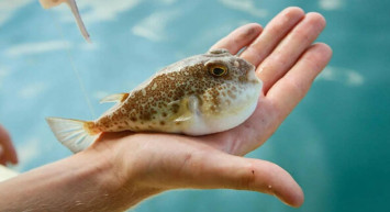 Uzman isimden balon balığı uyarısı: 1 miligram zehri bile öldürebilir