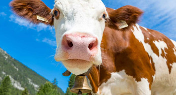 Uzman isimden şap hastalığı açıklaması: İnsanlara da bulaşabiliyor