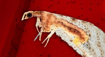 Uzmanlar ‘Dantel Böcekleri’ Tehlikesine Karşı Uyardı!