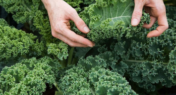 Uzmanlar tarafından önerilen kanser savar besin kaynağı! Sütten 10 kat kalsiyuma sahip