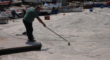 Uzmanlardan Açıklama Geldi! Müsilaj Balıkları Zehirledi mi?