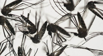 Uzmanlardan önemli sivrisinek uyarısı: O kan gruplarını daha çok ısırıyor