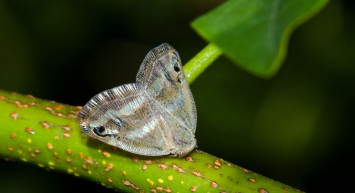 Vampir kelebekler İstanbul'u etkisi altına aldı: Üç ilçede görüldü!