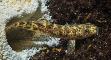 Van Gölü'ndeki yeni balık türünün büyük hali görenleri hayrete düşürdü!