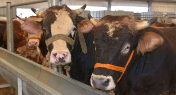 Van kurbanlık fiyatları ne kadar? 2022 Van büyükbaş, küçükbaş kurbanlık hisse fiyatları