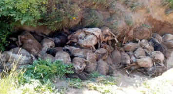 Van’da garip olay: Uçurumdan art arda kendilerini attılar