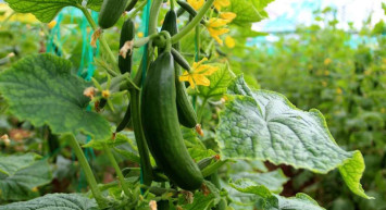 Vatandaşa ucuz sebze müjdesi: Antalya'da ısınan hava üretimi arttırdı, fiyatlar düşmeye başladı!