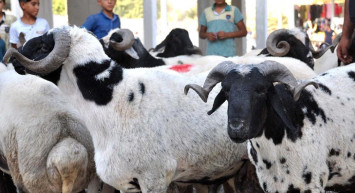 Vekaletle Kurban Fiyatları Ne Kadar?