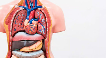 Vücudumuzda neden bazı organlardan 2 tane var? Yardıma gelen savaşçılar!