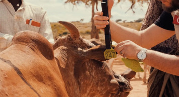 Vuslat Derneği'nde “Kardeşliğe Vesile Kurban” çağrısı: 3 kıta 20 ülkede kurban faaliyetlerini gerçekleştiriliyor!