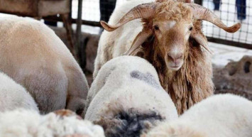 Yalova kurbanlık fiyatları ne kadar? 2022 Yalova büyükbaş, küçükbaş kurbanlık hisse fiyatları