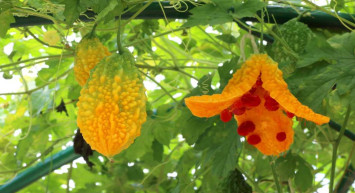 Yan etkilerle dolu ilaçlara son: Ağrılara ve iltihaplara doğal çözüm