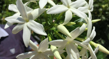 Yasemin yağının saça faydaları nelerdir? Yasemin yağı saça nasıl uygulanır? Daha sağlıklı ve güçlü saçlar için kullanılan yasemin yağının yararları