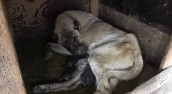 Yavru köpek anne dedi videosu sosyal medyayı sallıyor!