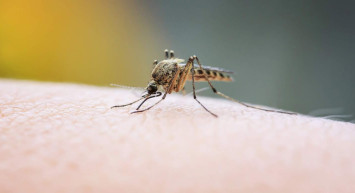 Yaz böceklerine karşı mucize çözüm: Tek hamleyle kurtulabilirsiniz