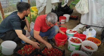 Yoğun Yağışlar, Çilek Üretimini Olumsuz Etkiledi