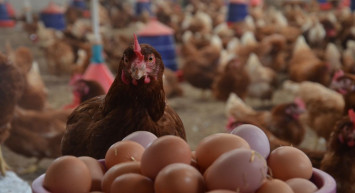 Yumurta fiyatı düştü tavuk fiyatı arttı: Fırsatçı kazandı vatandaş üzüldü