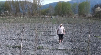 Yurt dışında gördüğü meyveyi Çorumda yetiştirmeye başladı! Hedef yılda 300 bin TL kazanmak