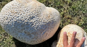 Yürüyüş sırasında karşılaştılar: Kaya sandılar ama gerçek farklı çıktı