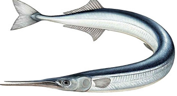 Zargana anlamı nedir? Zargana insan diye kime söylenir? TDK'ya göre zargana anlamı